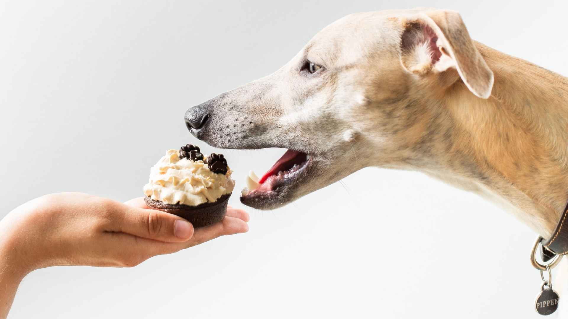 Fotos de perros comiendo dulces